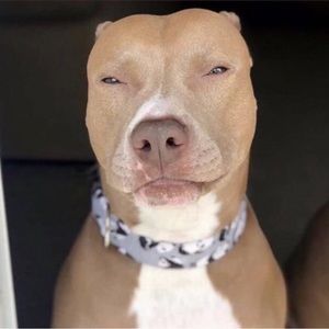 Meet your Posher, Cyrus